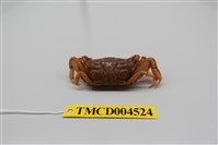 藏品(萬歲大眼蟹)的圖片